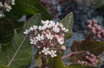 Pinewoods milkweed